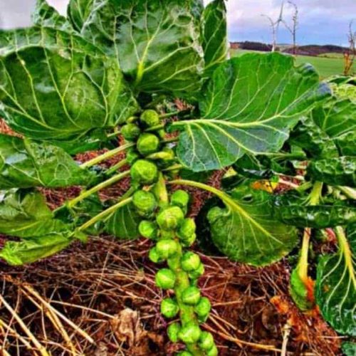 Brussels Sprouts Stalk
