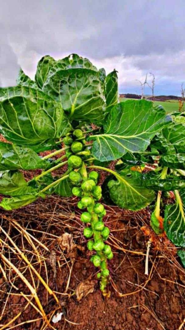 Brussels Sprouts Stalk