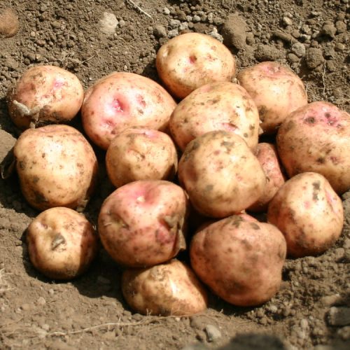 Potatoes ,Kerrs Pink' 25Kg